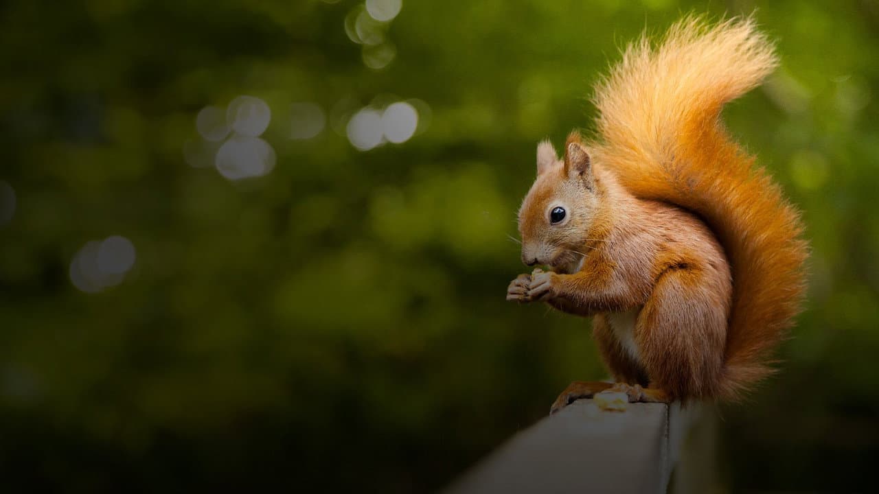 Superardilla: la dueña del bosque