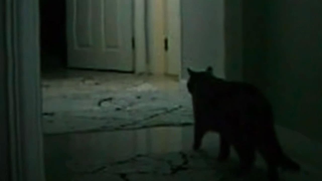the instinct