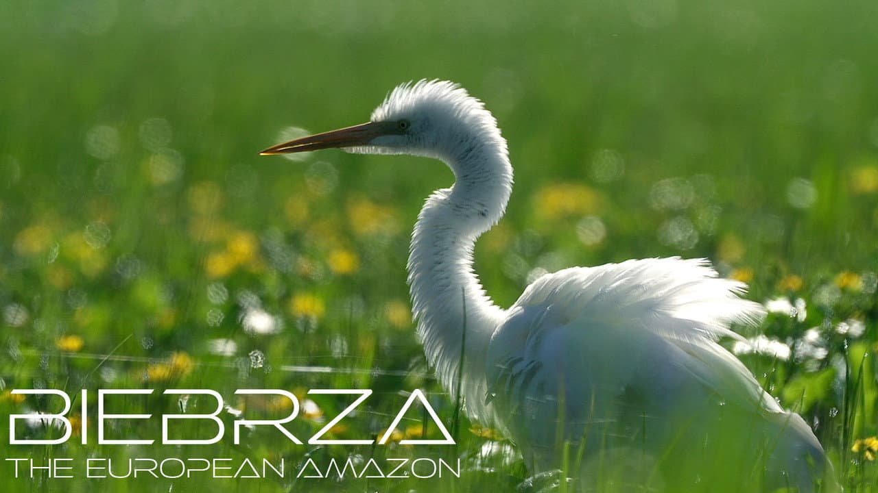 Biebrza. El amazonas Europeo
