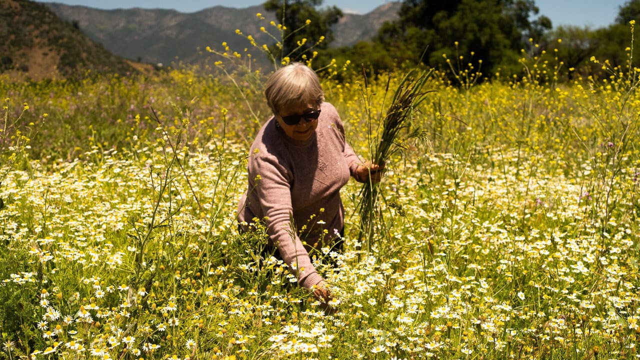 La casa, el lago y el trigo