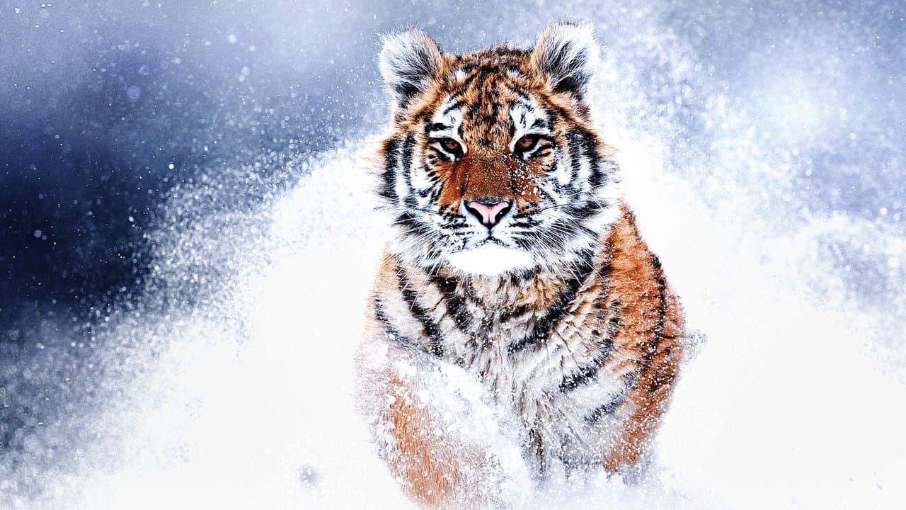 Tigres salvajes de Rusia