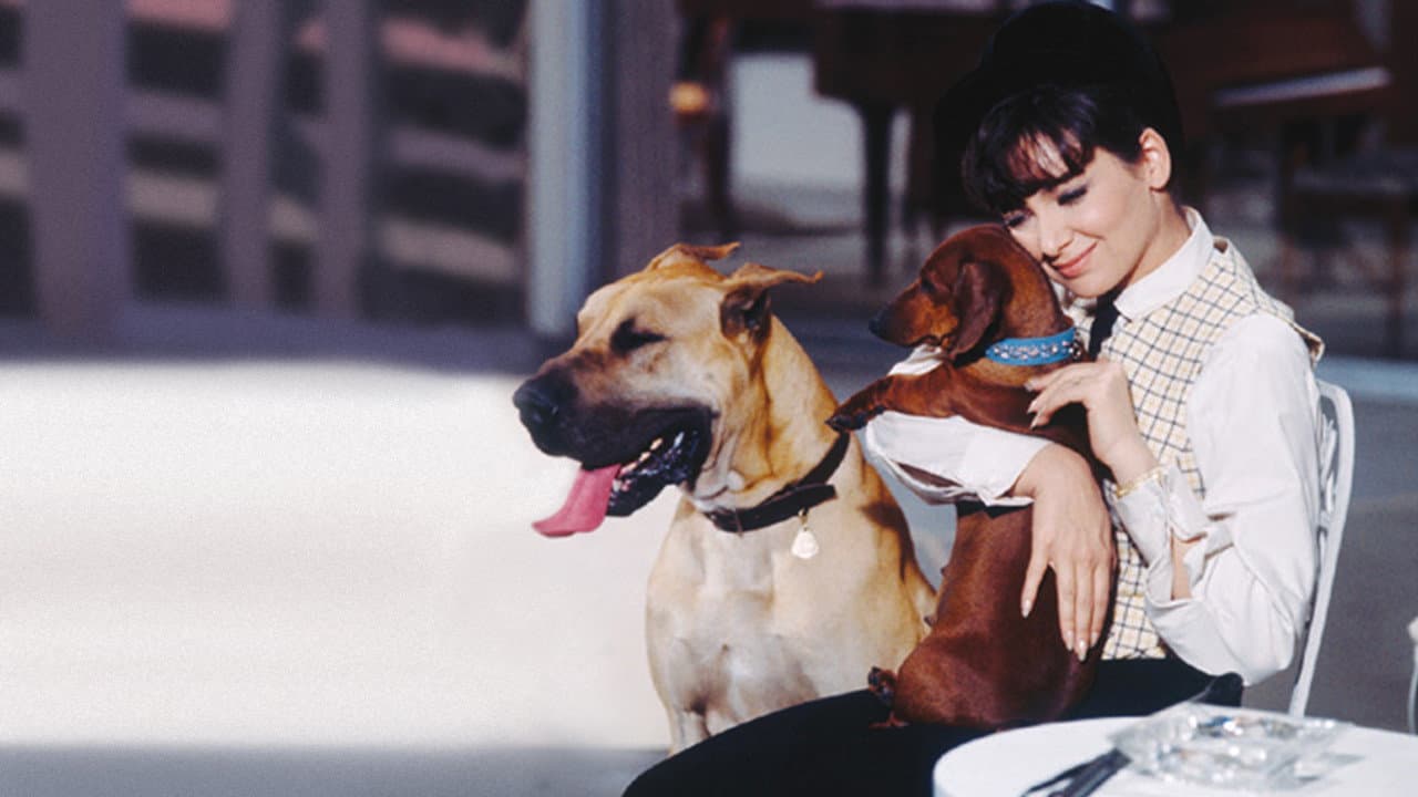 Los perros de mi mujer