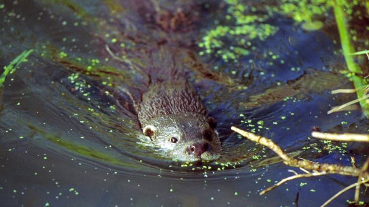 El Rastro de la Nutria