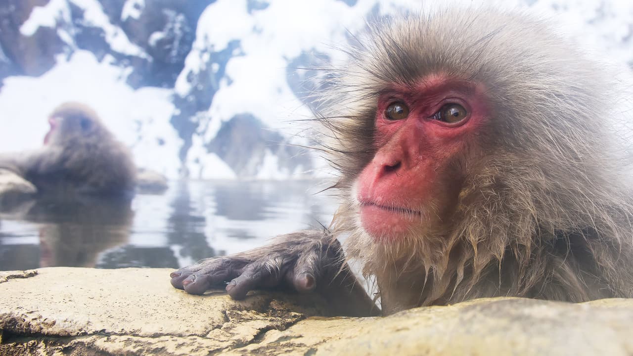 Wild Japón: monos de la nieve