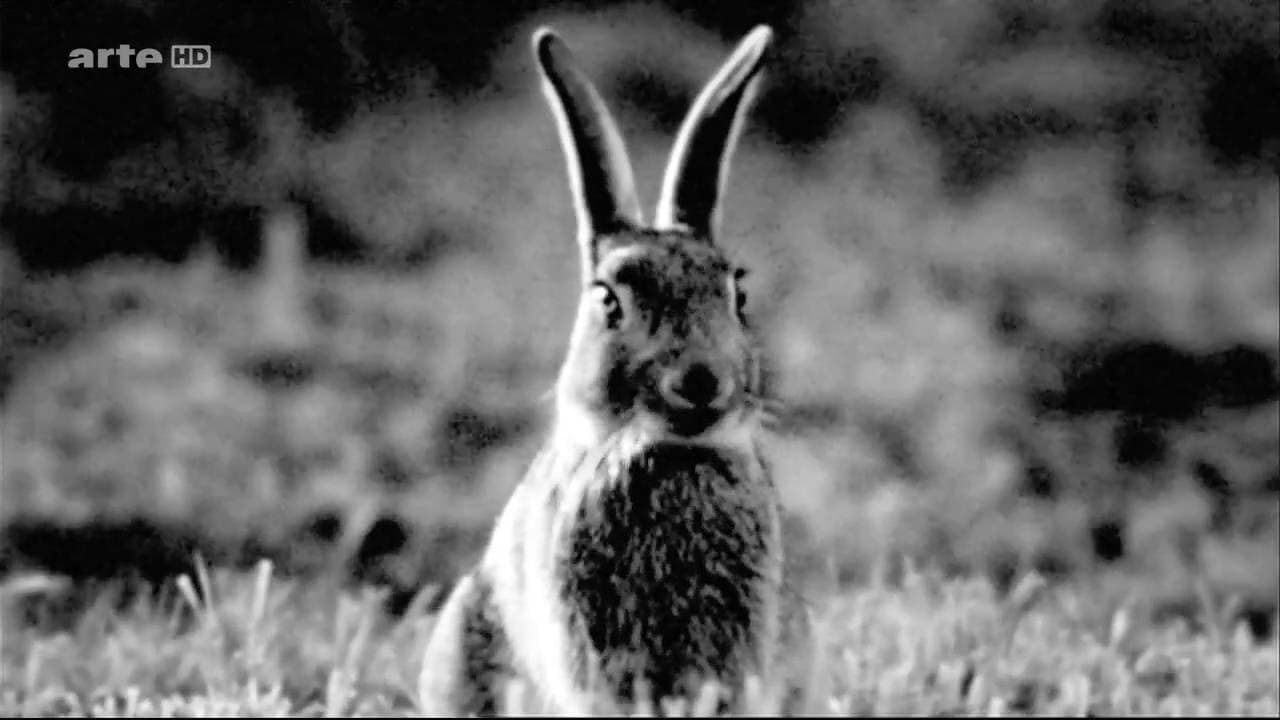 Rabbit à la Berlin (Conejo a la berlinesa)