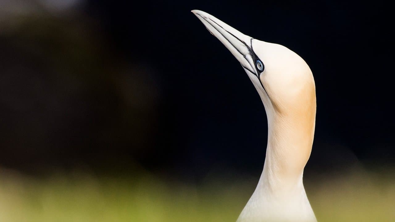 Las islas Shetland: La frontera vikinga de Escocia