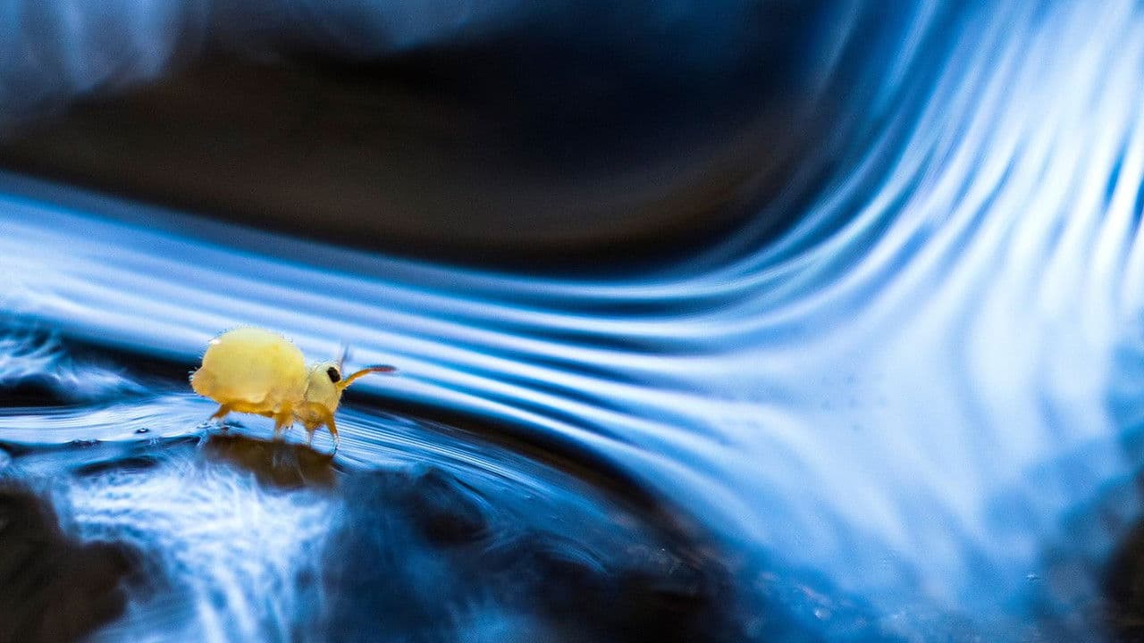 Planète collemboles : la vie secrète des sols