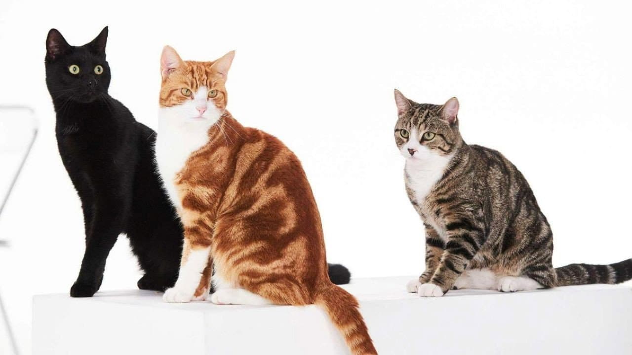 La verdad sobre los gatos