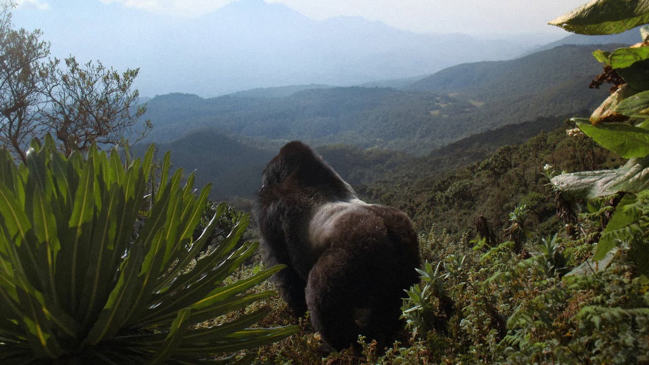 Una historia de gorilas contada por David Attenborough
