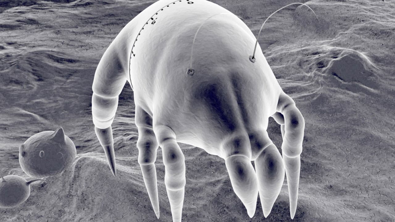 Gonna Get Along Without You Now (Dustmite)