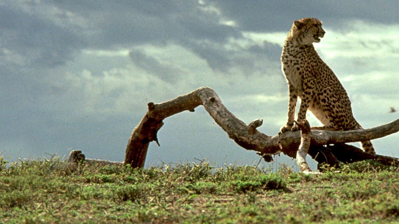 Cheetah, una aventura en la selva