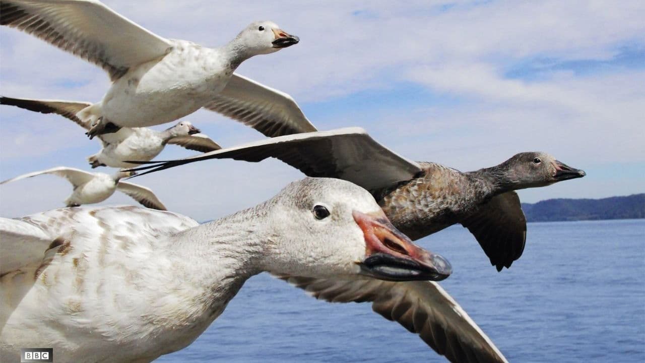 Earthflight: La Tierra desde el cielo