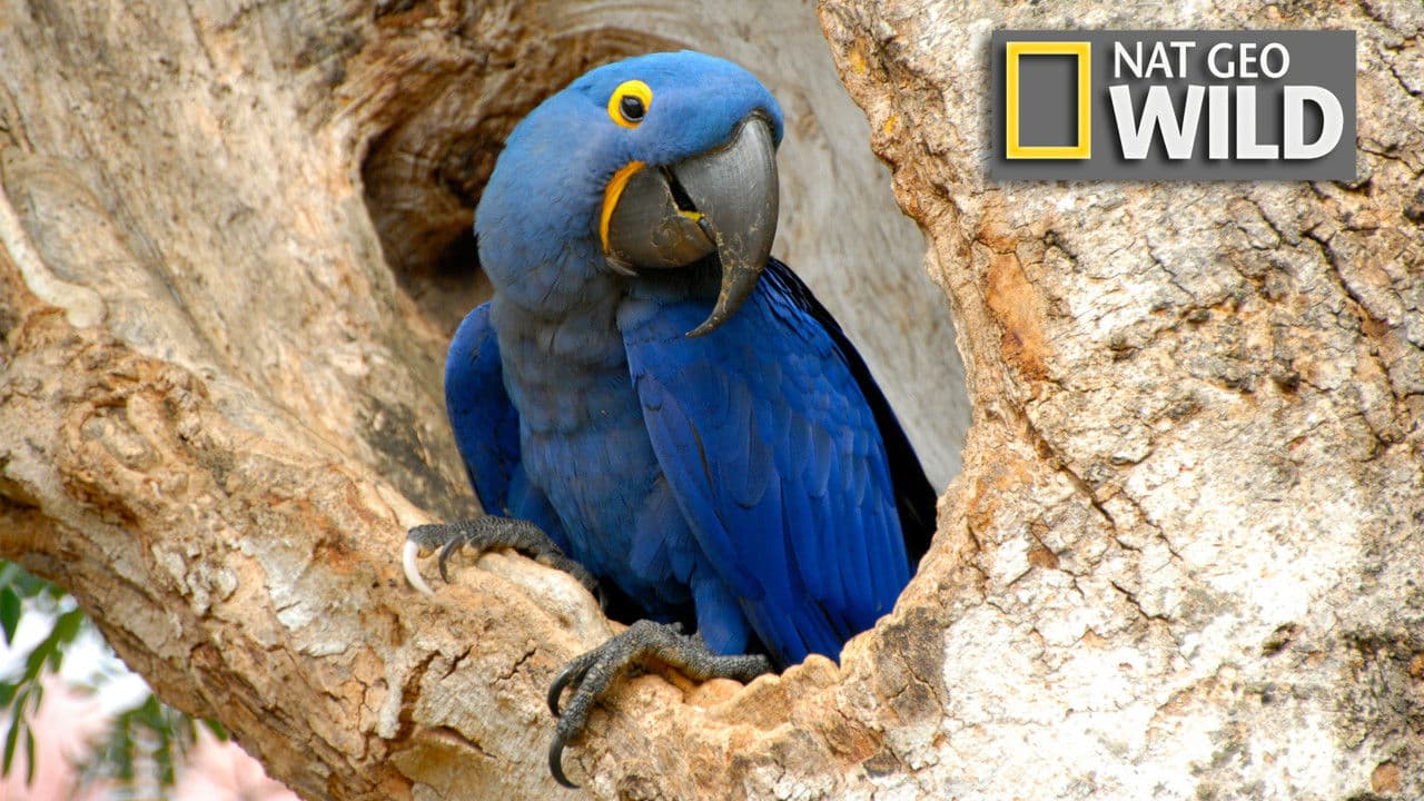 Latinoamerica Salvaje: La Selva Amazonica