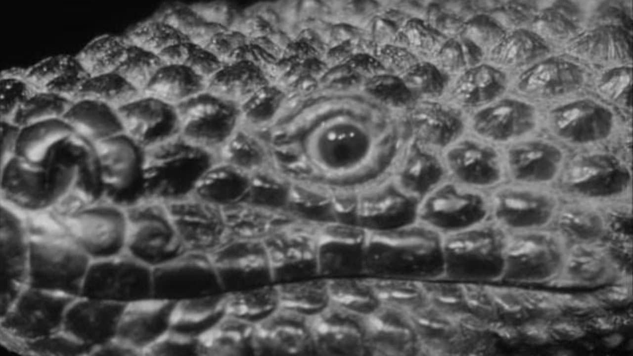 Gila, el monstruo gigante