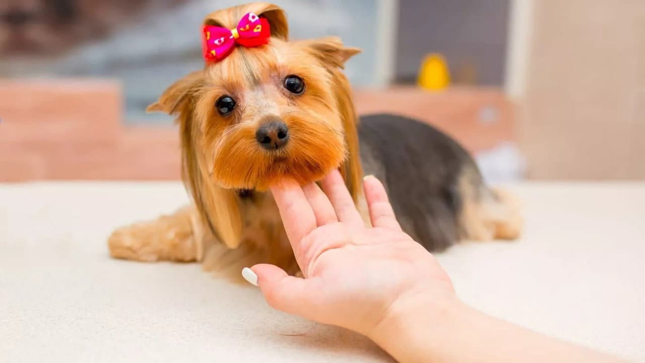 Bestialmente fotogénico