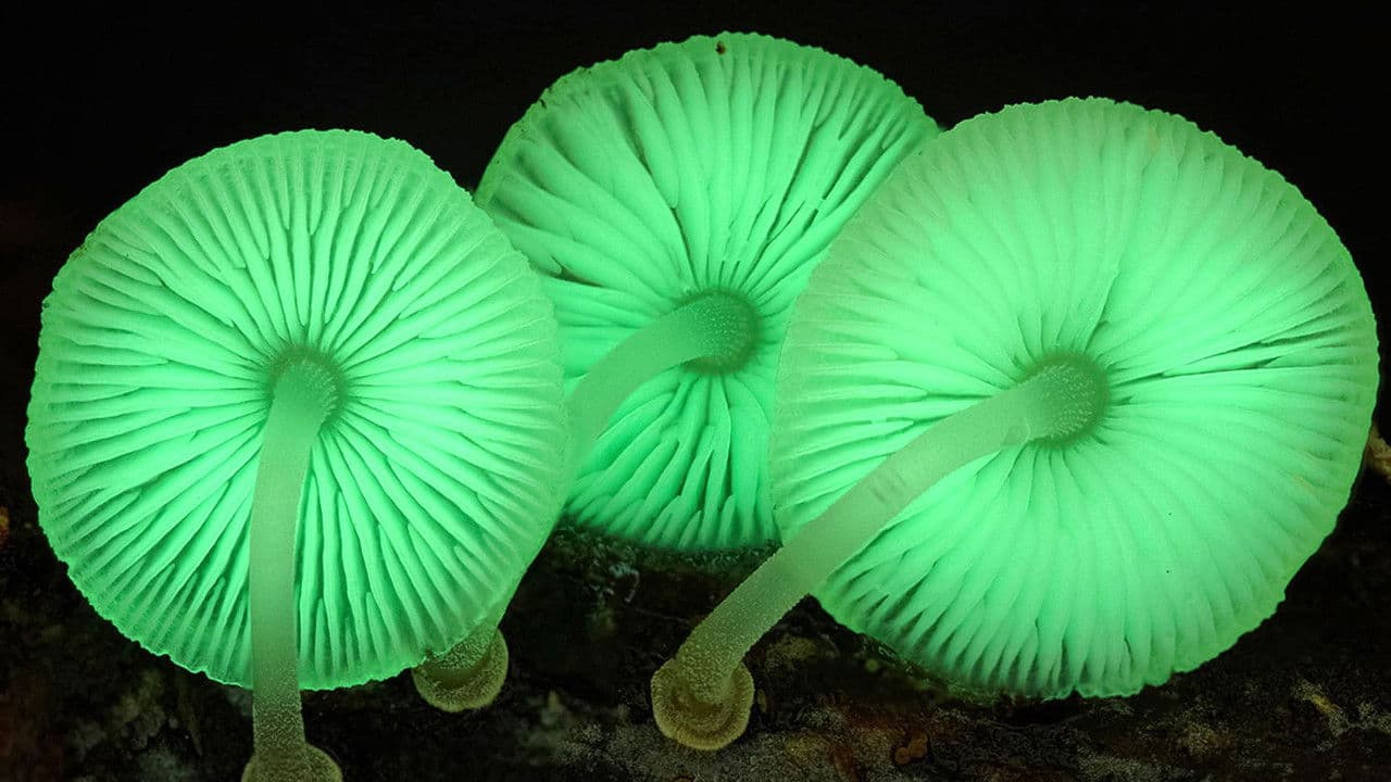 El reino de los hongos: cómo construyeron el mundo