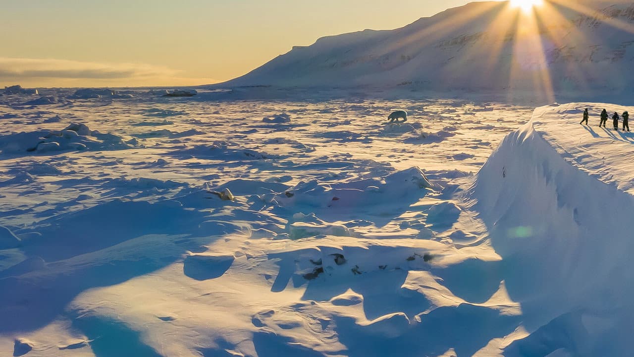 Osa polar: Cómo se hizo