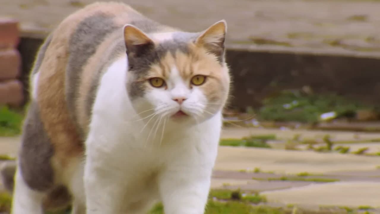 La vida secreta de los gatos