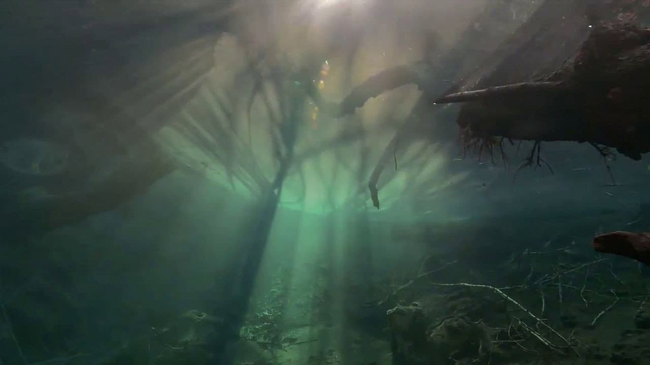 El río invisible. Bajo el agua entre la Selva Negra