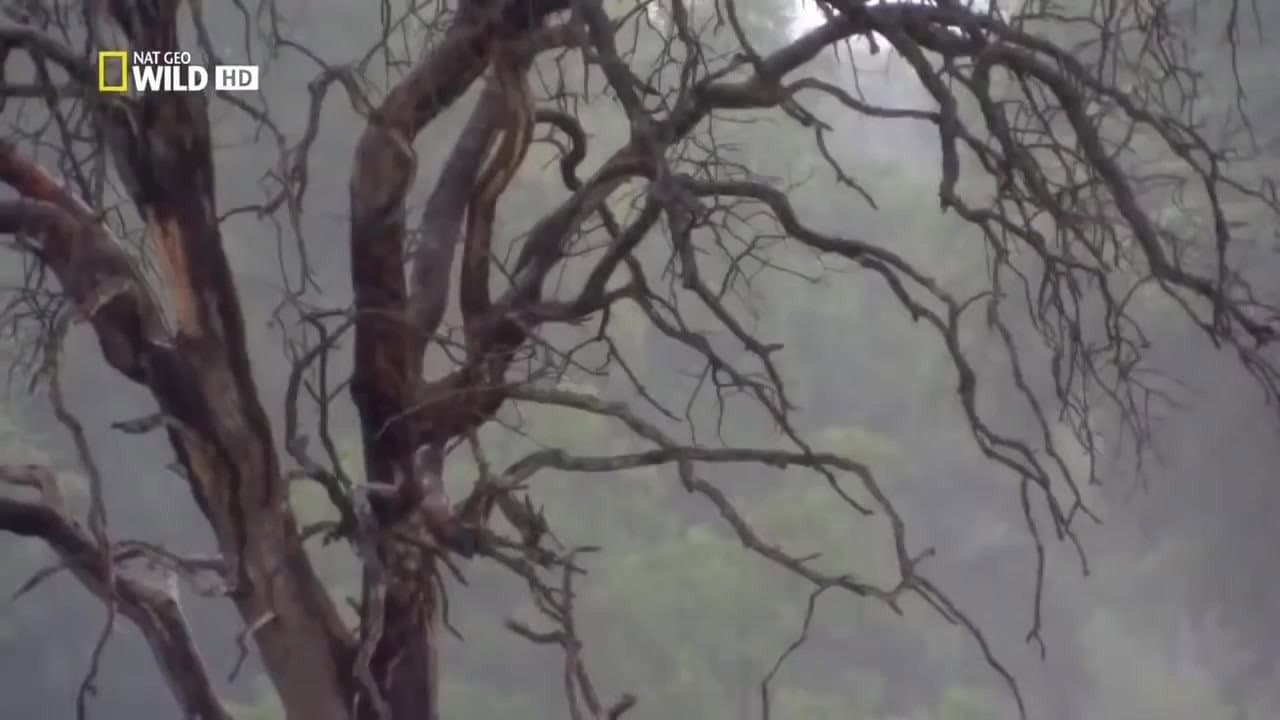 Botswana salvaje: leones al límite