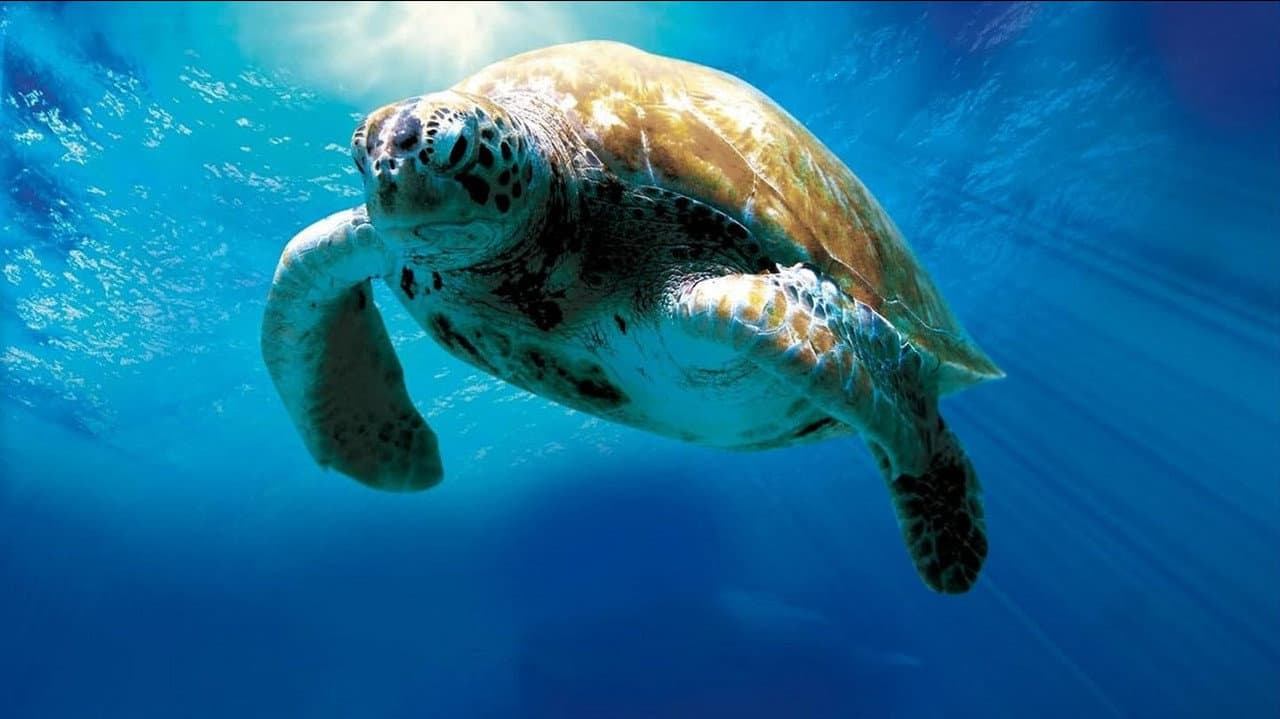 El viaje de la tortuga