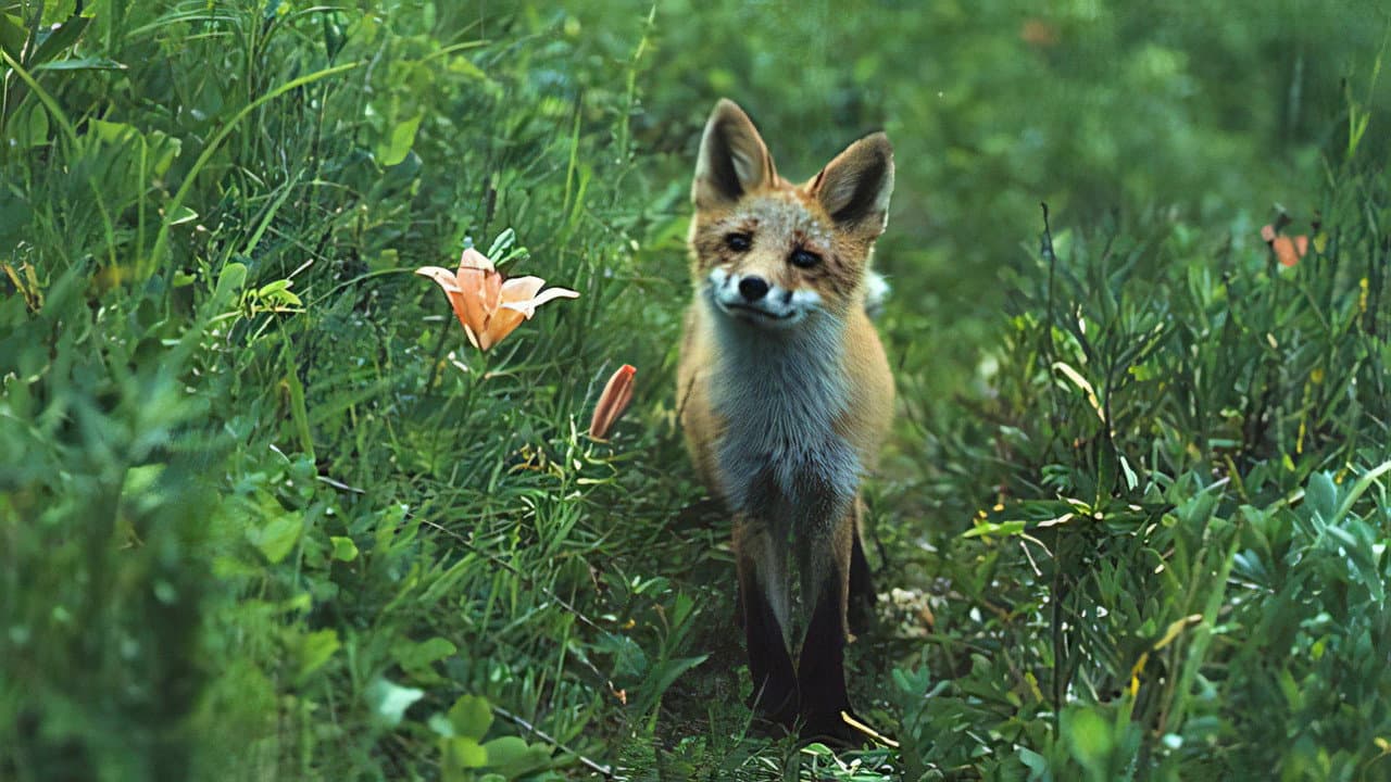 Story of the Northern Fox