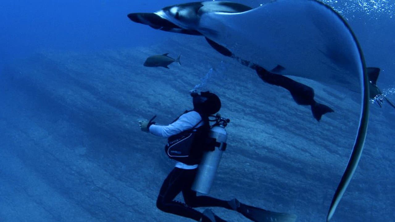 Mantarrayas: criaturas de otro planeta