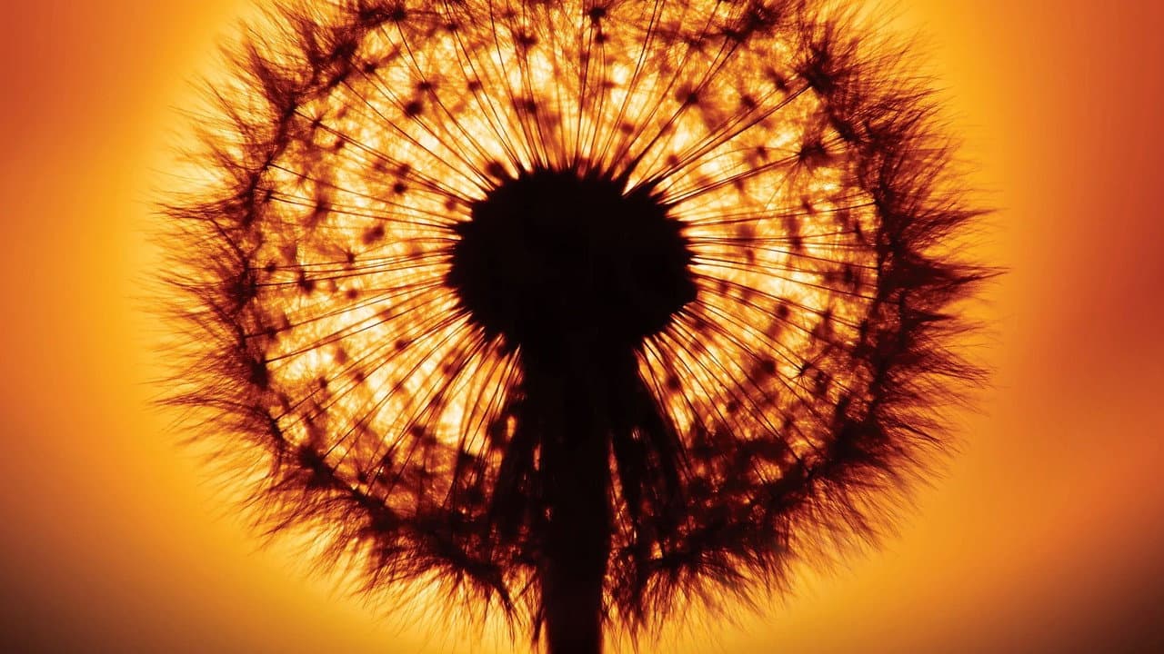 Vivir de la luz