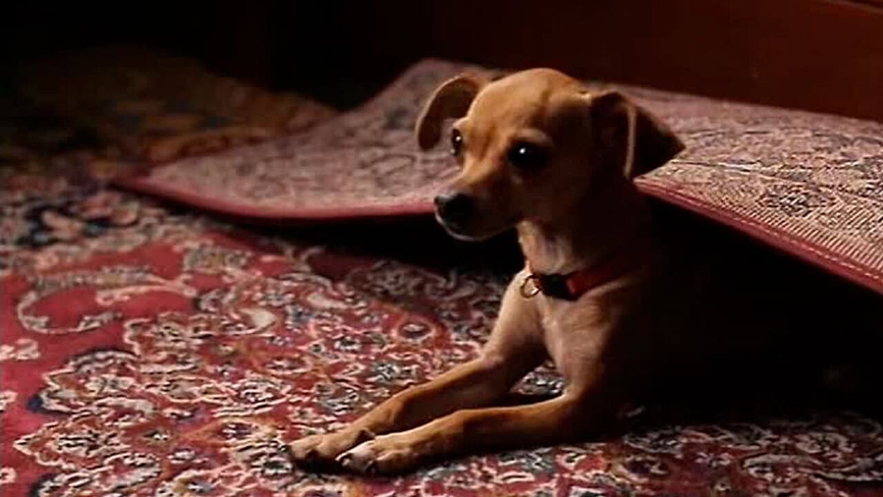 Mi perro adoptivo