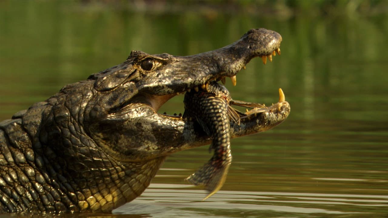 Planet of the Reptiles