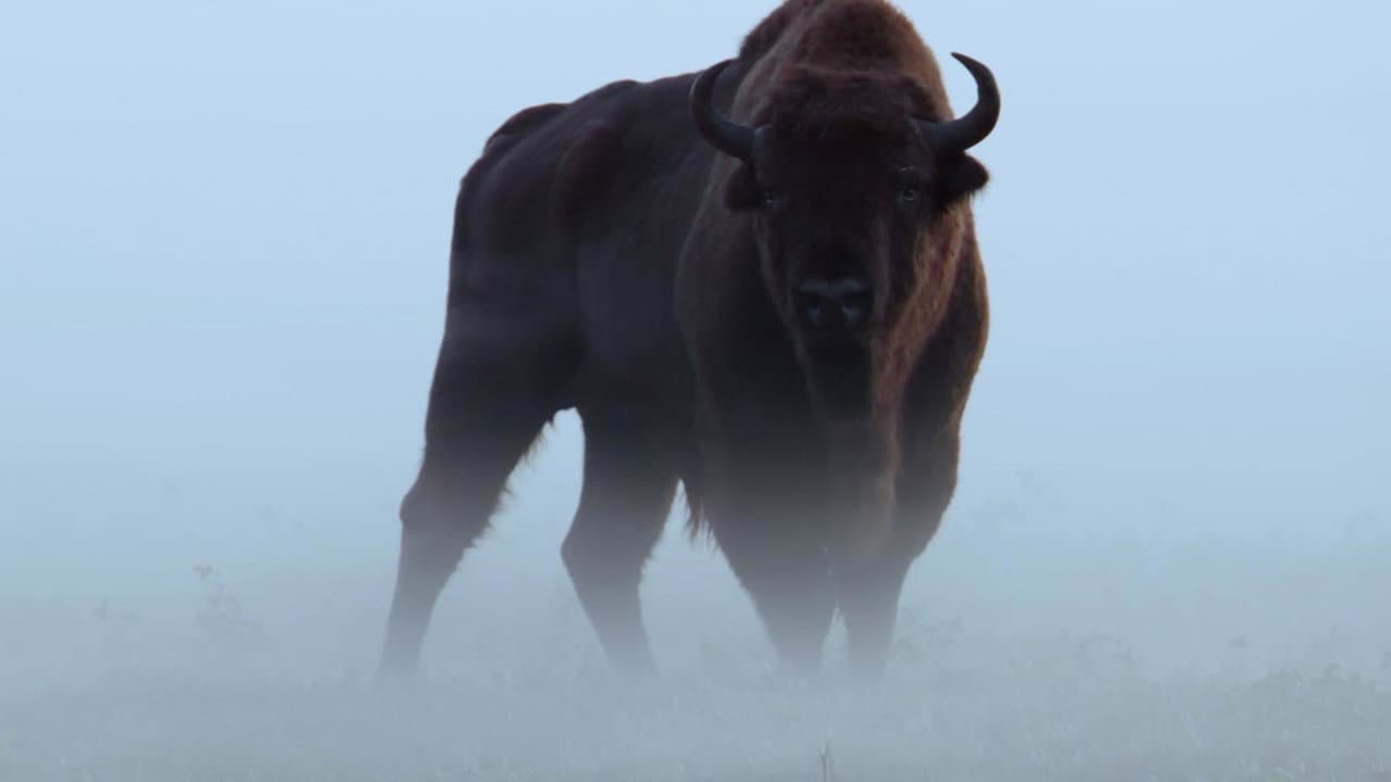 La odisea del bisonte europeo
