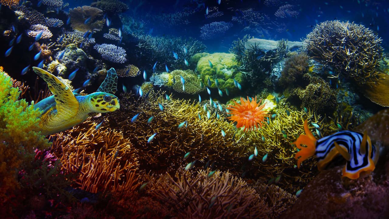 The Last Reef IMAX