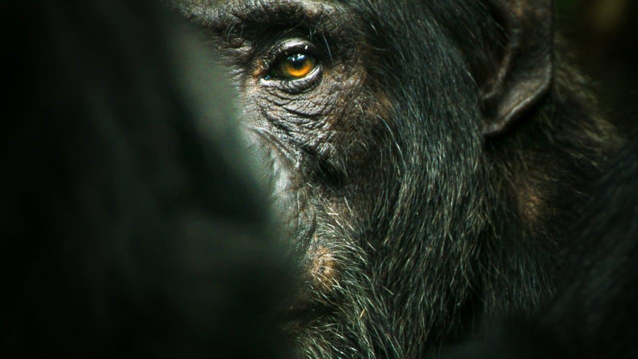 El imperio de los chimpancés