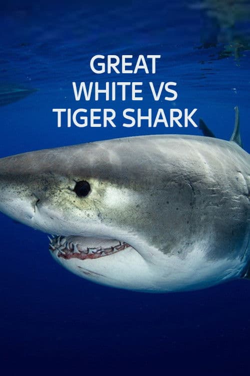 Gran tiburón blanco vs. tiburón tigre