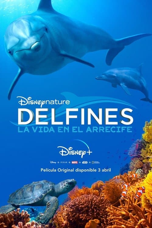Delfines: La vida en el arrecife