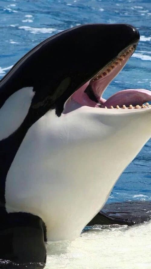 Orcas asesinas