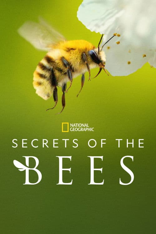 Los secretos de las abejas