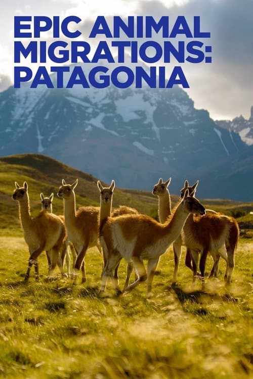 Migraciones animales épicas: La Patagonia