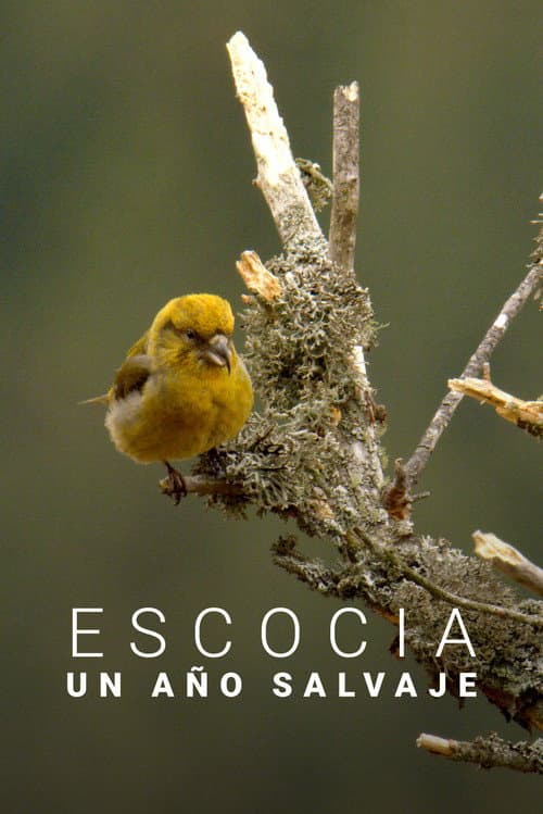 Scotland: A Year In The Wild