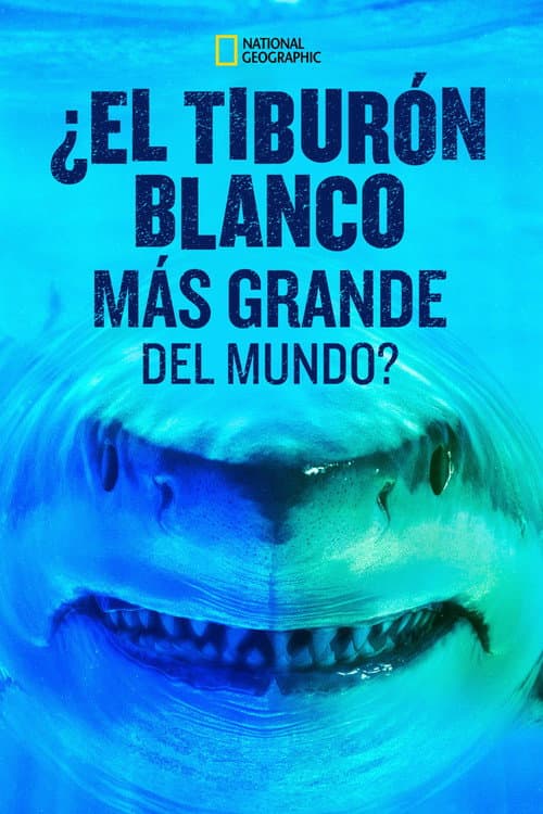 World's Biggest Great White?