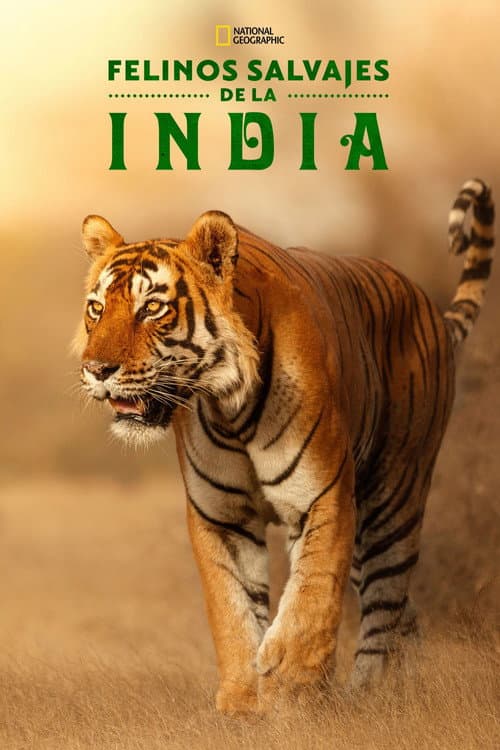 Felinos Salvajes de India
