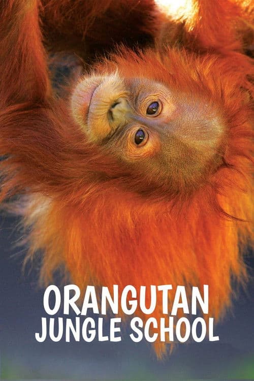 Orangutan Jungle School