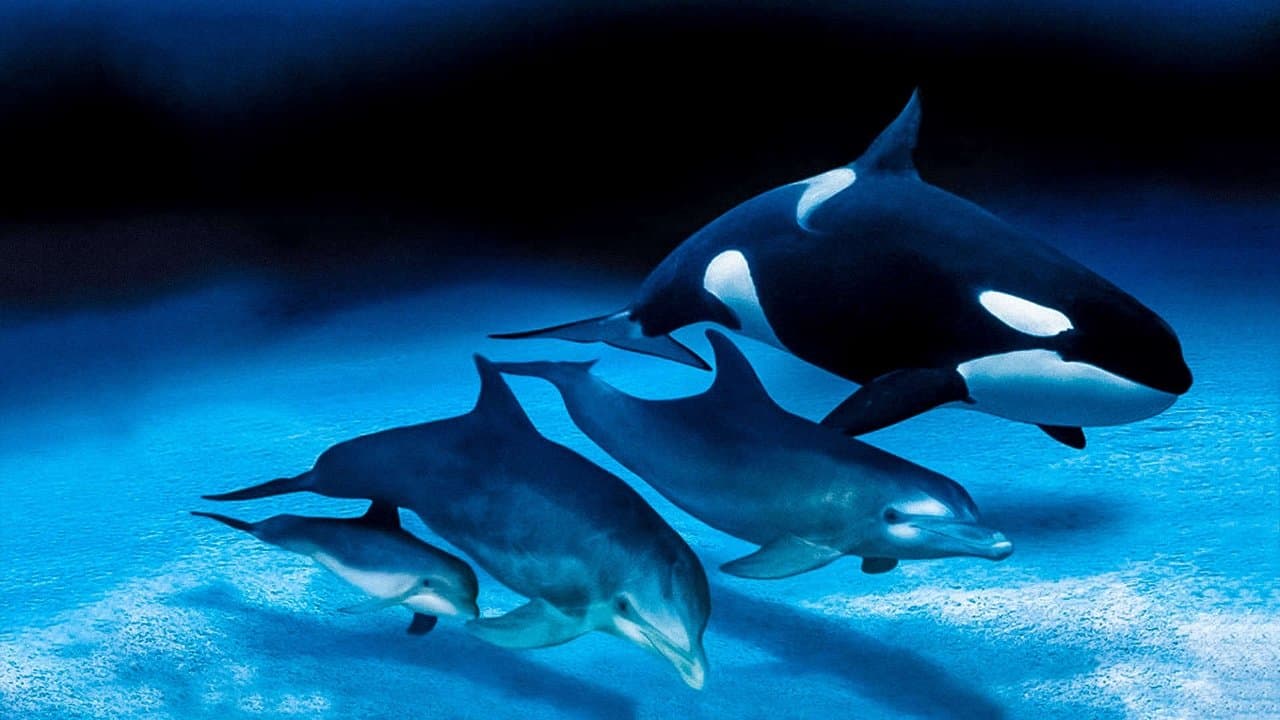 Delfines y ballenas - Tribus del océano