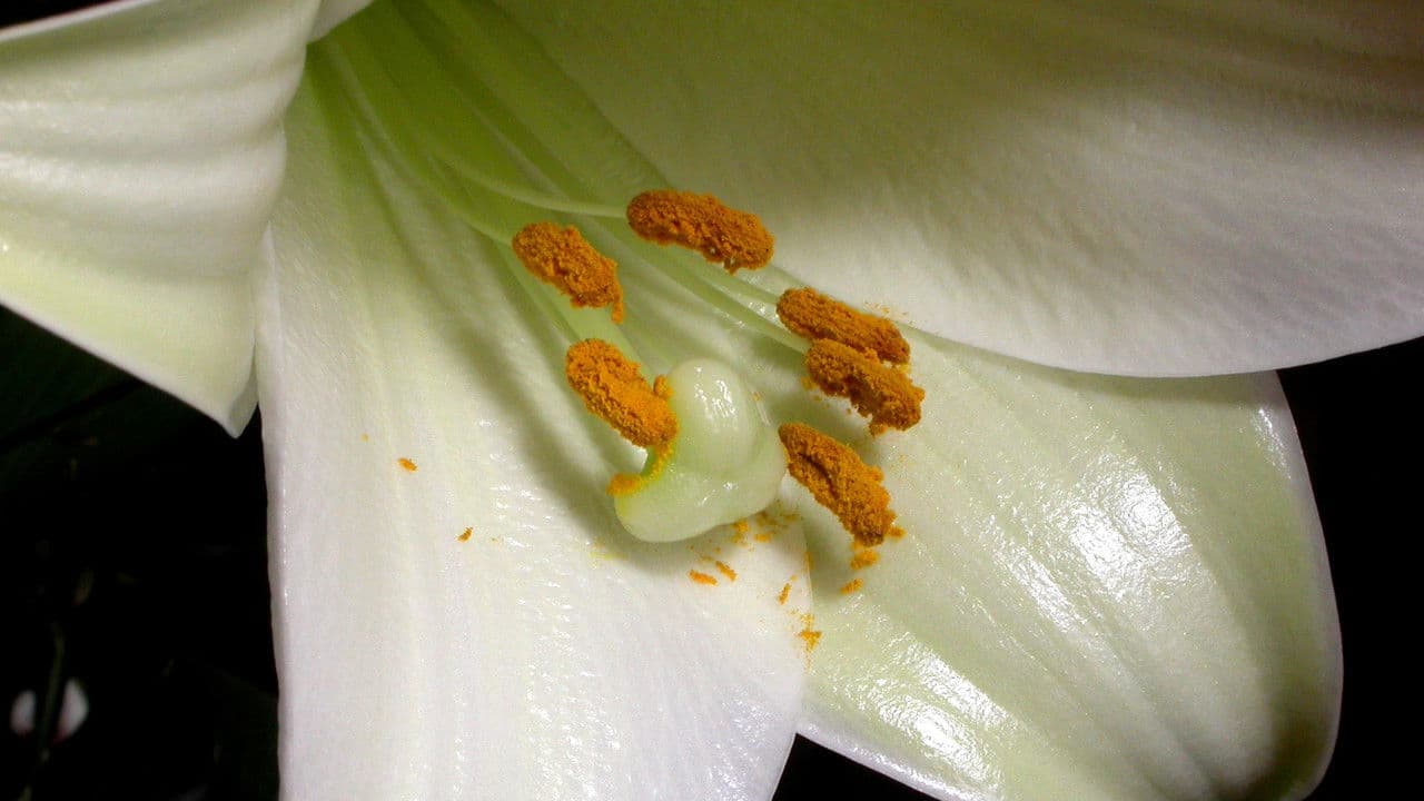 La vida privada de las plantas