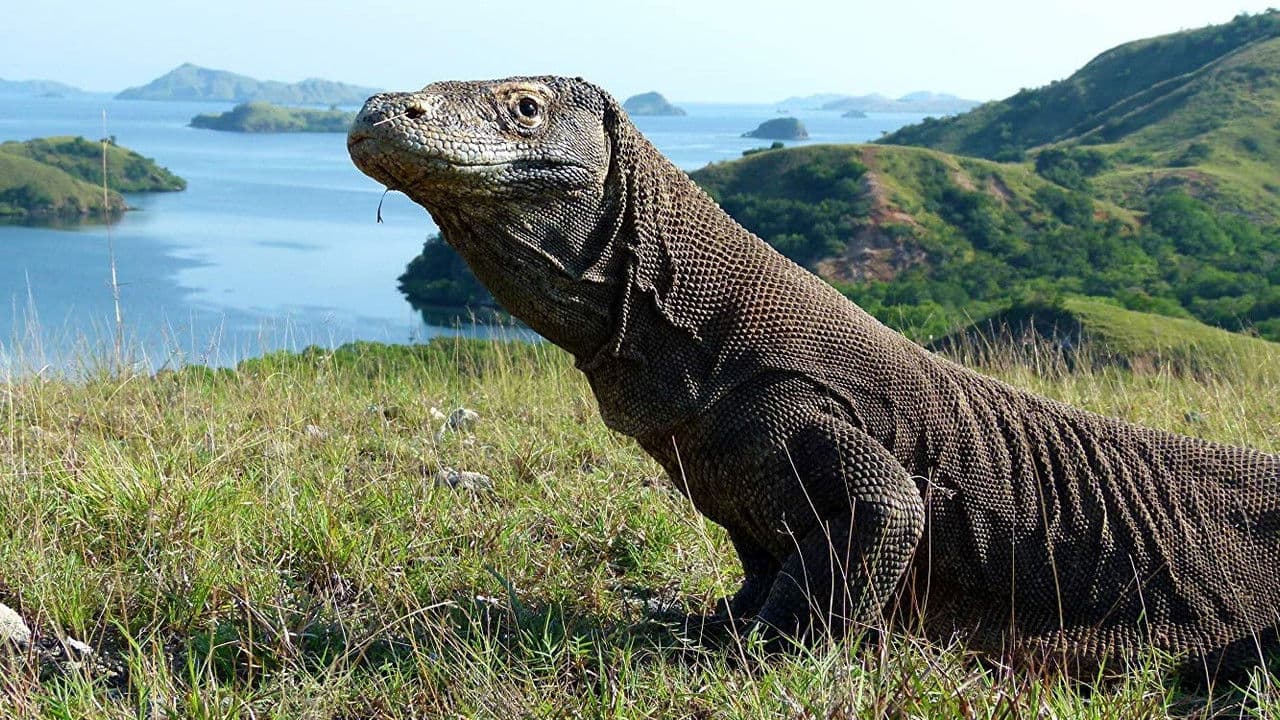 La isla de los dragones