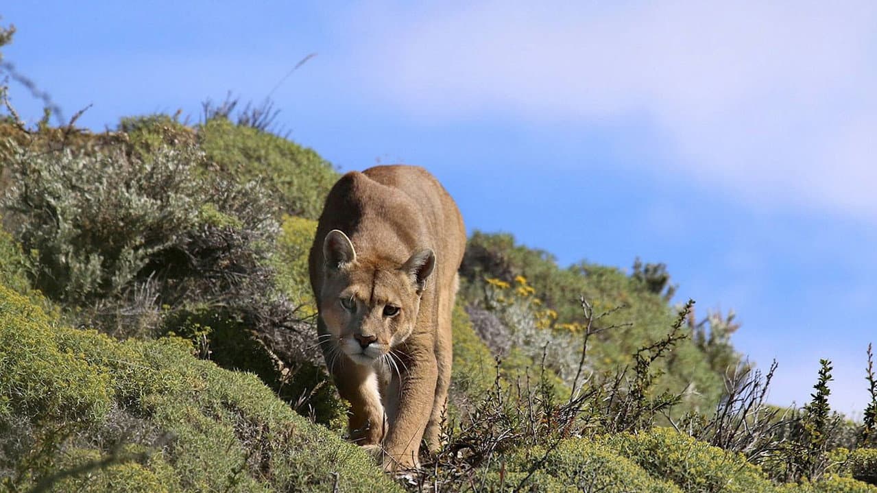 Puma: El León de los Andes