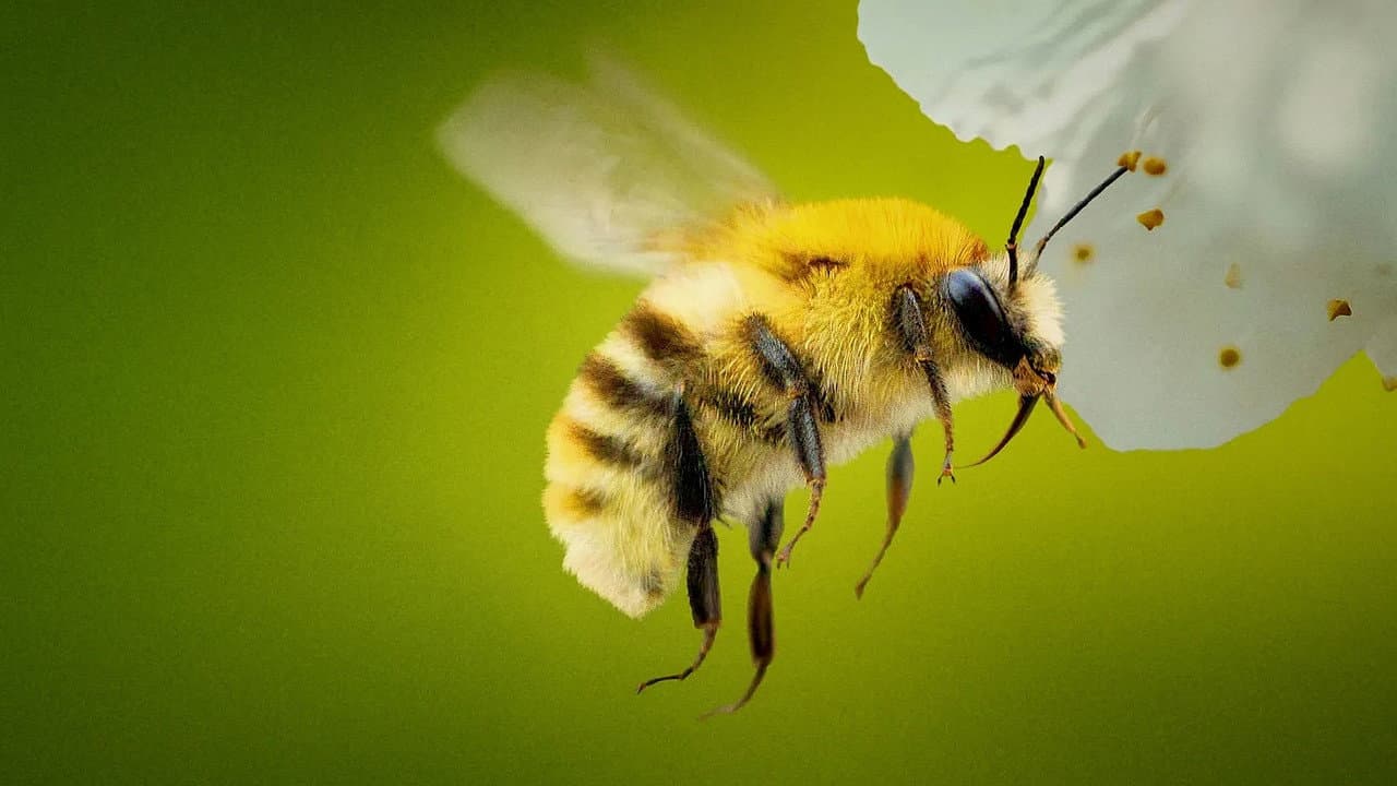Los secretos de las abejas