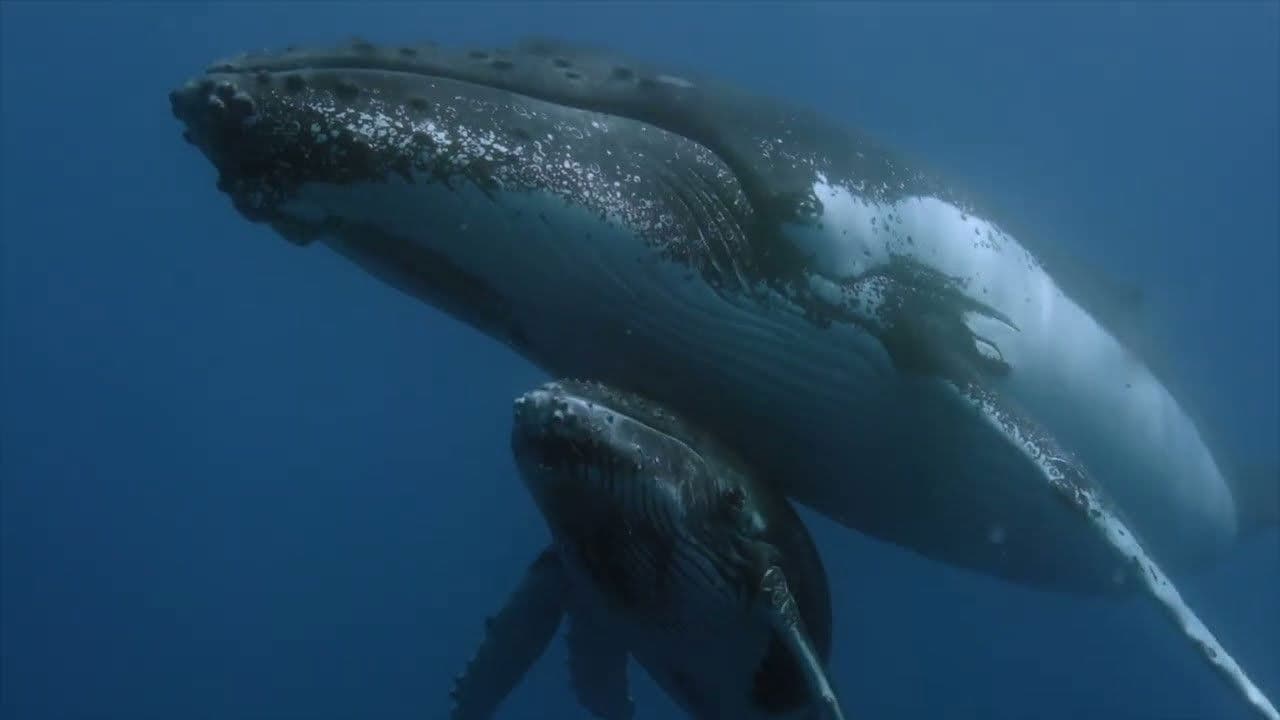 Ballenas, tortugas y hombres