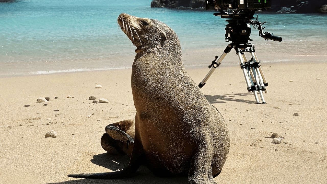 Cómo se hizo Los leones marinos de las Galápagos