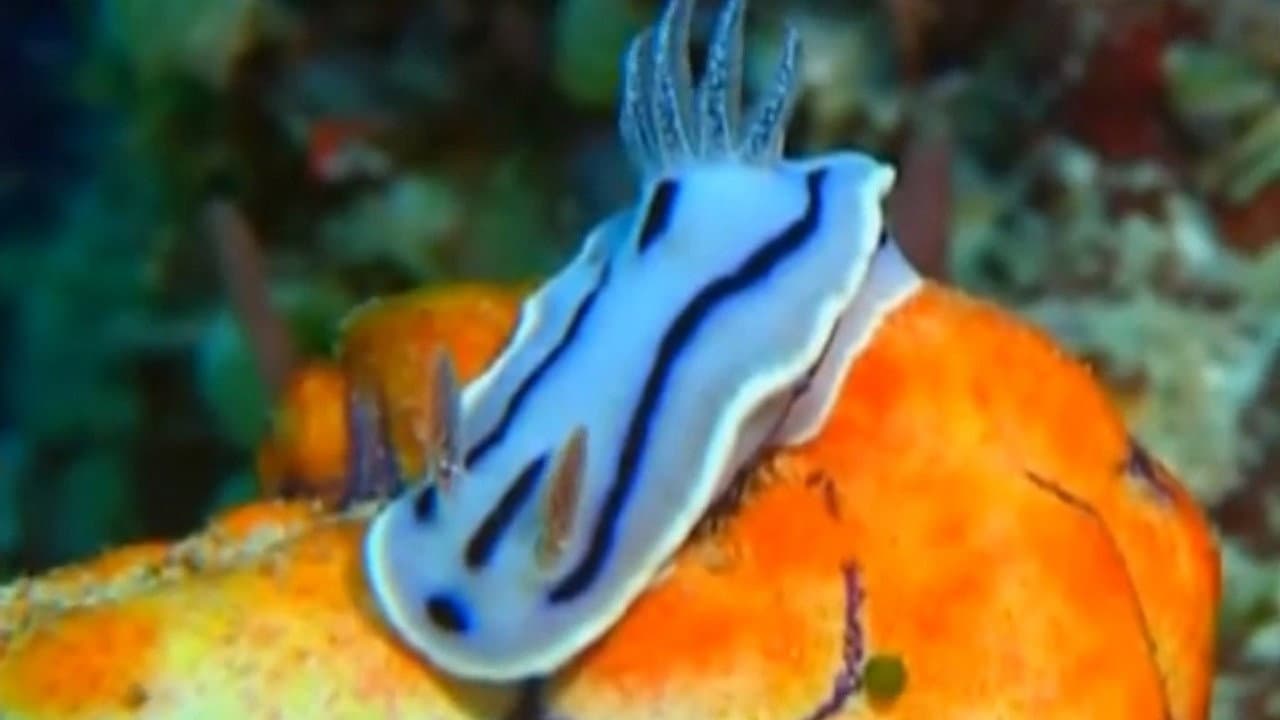 Impresiones bajo el agua